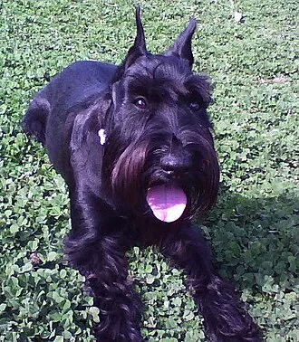 Standart Schnauzer fotoğraf 3