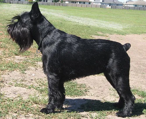 Standart Schnauzer fotoğraf 4