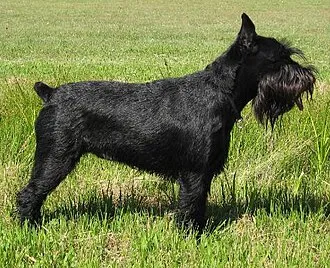 Standart Schnauzer fotoğraf 5