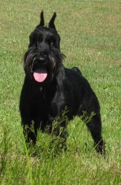 Standart Schnauzer fotoğraf 6