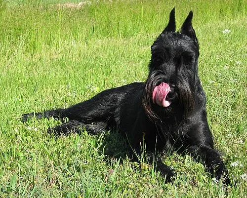 Standart Schnauzer fotoğraf 7