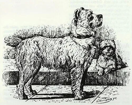 Standart Schnauzer fotoğraf 8