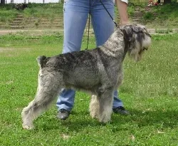 Standart Schnauzer fotoğraf 9