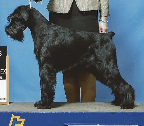 Standart Schnauzer fotoğraf 10