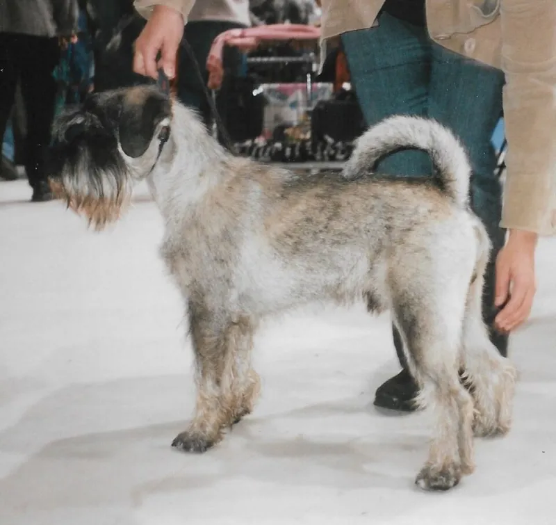 Standart Schnauzer fotoğraf 11