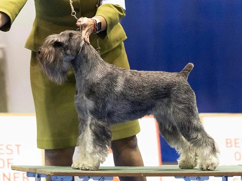 Standart Schnauzer fotoğraf 12