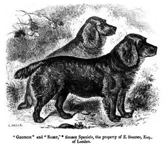 Sussex Spaniel fotoğraf 1