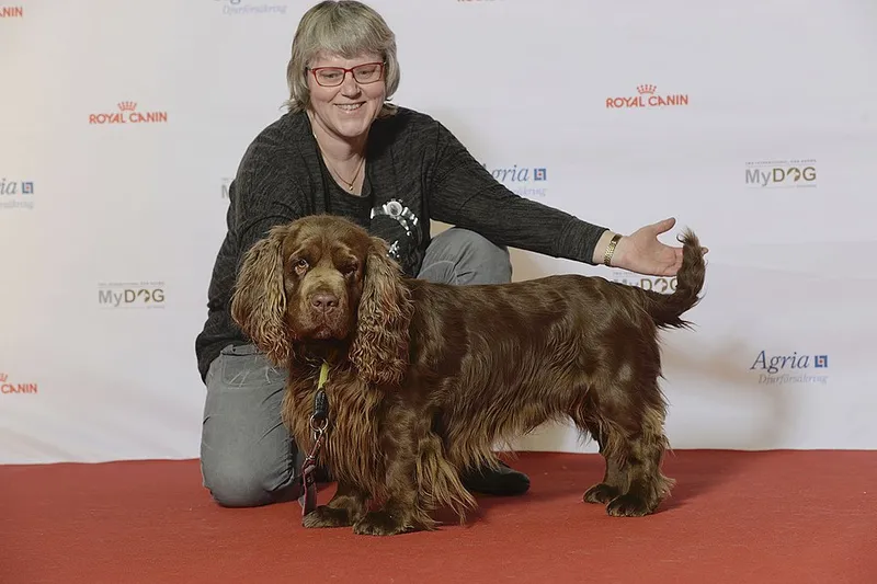 Sussex Spaniel fotoğraf 3