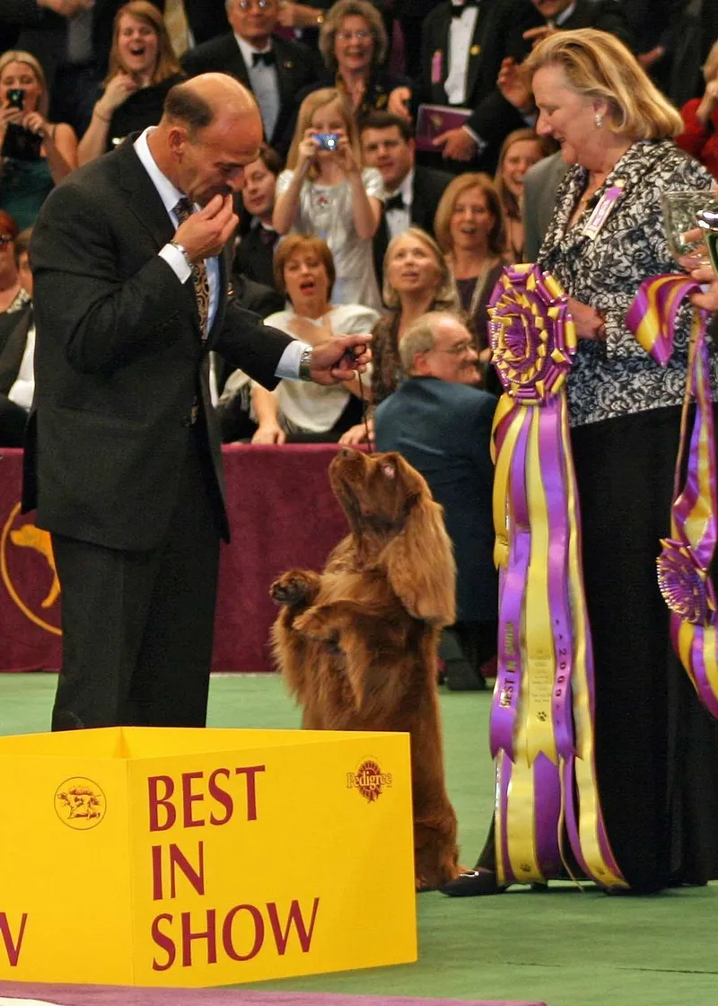 Sussex Spaniel fotoğraf 5
