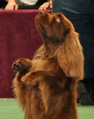 Sussex Spaniel fotoğraf 6