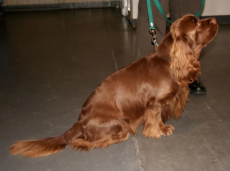 Sussex Spaniel fotoğraf 8