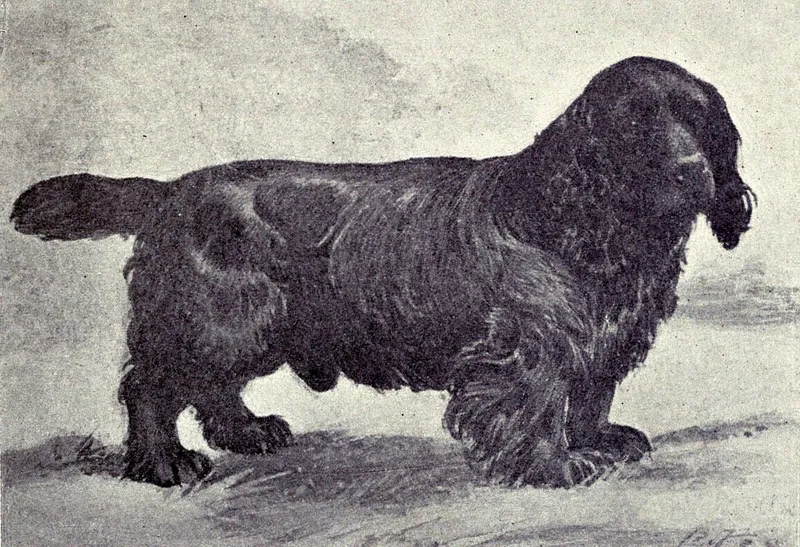 Sussex Spaniel fotoğraf 9
