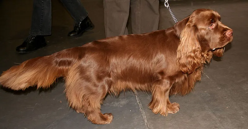 Sussex Spaniel fotoğraf 10