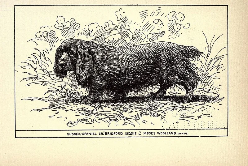 Sussex Spaniel fotoğraf 12