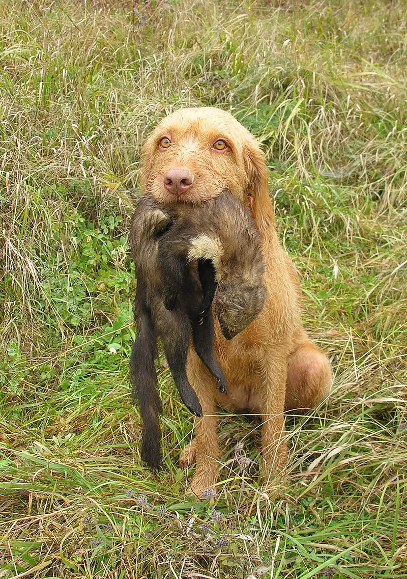 Tel Tüylü Vizsla fotoğraf 1