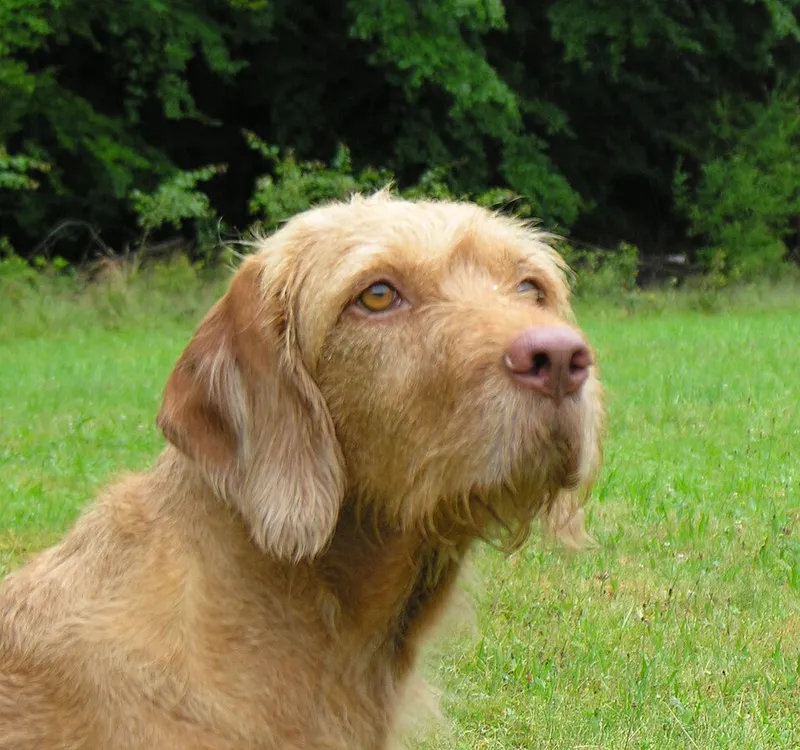 Tel Tüylü Vizsla fotoğraf 2