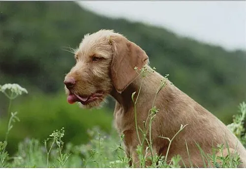 Tel Tüylü Vizsla fotoğraf 3