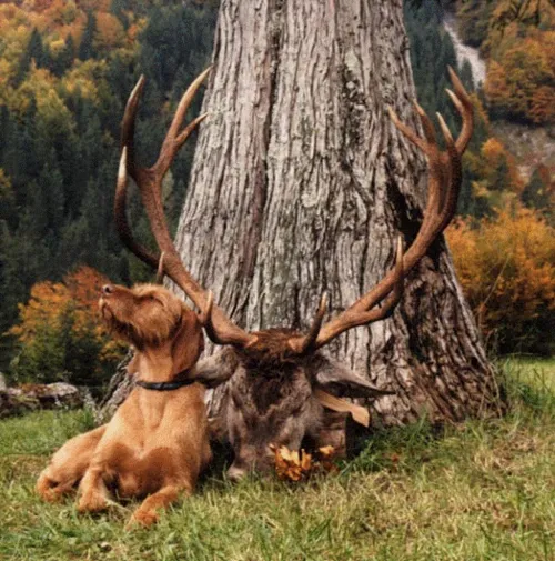Tel Tüylü Vizsla fotoğraf 4