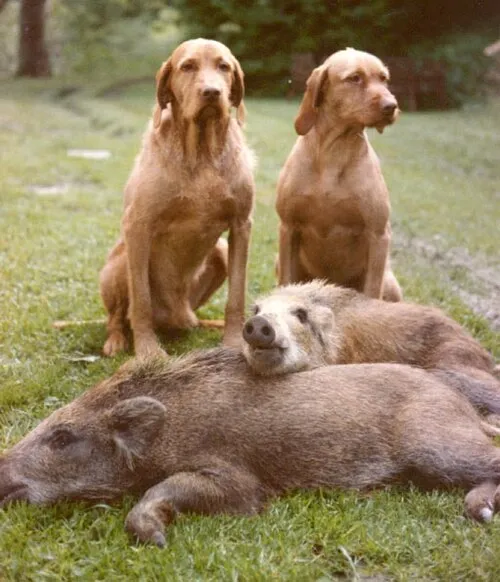 Tel Tüylü Vizsla fotoğraf 5