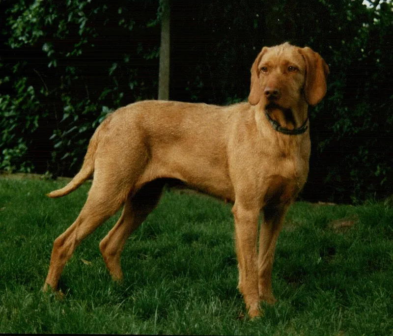 Tel Tüylü Vizsla fotoğraf 6