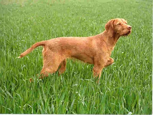Tel Tüylü Vizsla fotoğraf 7