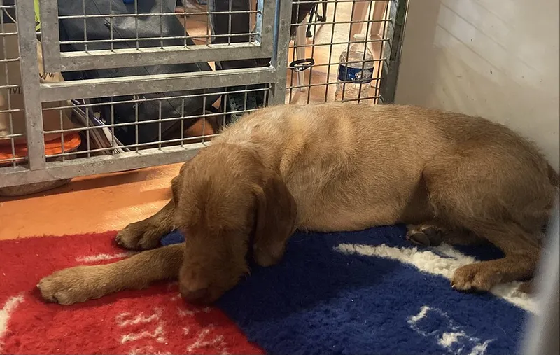 Tel Tüylü Vizsla fotoğraf 8