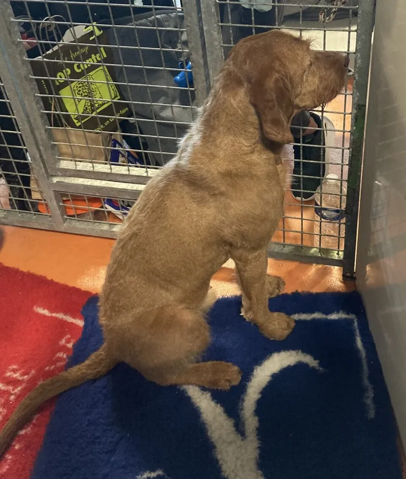Tel Tüylü Vizsla fotoğraf 9
