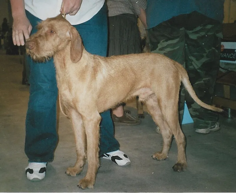 Tel Tüylü Vizsla fotoğraf 10
