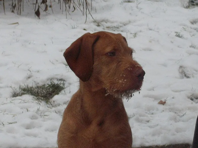 Tel Tüylü Vizsla fotoğraf 11