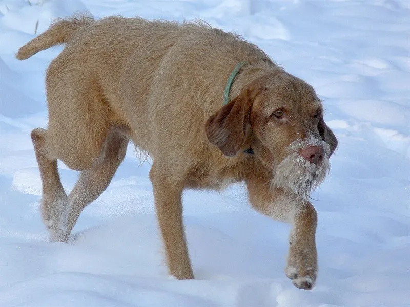 Tel Tüylü Vizsla fotoğraf 12