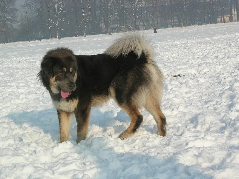 Tibet Mastiff fotoğraf 1