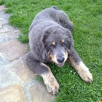 Tibet Mastiff fotoğraf 2