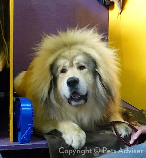 Tibet Mastiff fotoğraf 4