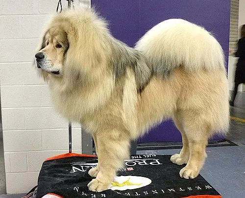 Tibet Mastiff fotoğraf 5