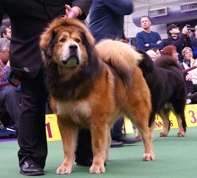 Tibet Mastiff fotoğraf 8