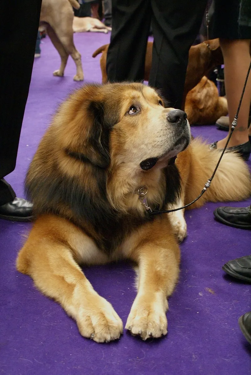 Tibet Mastiff fotoğraf 9