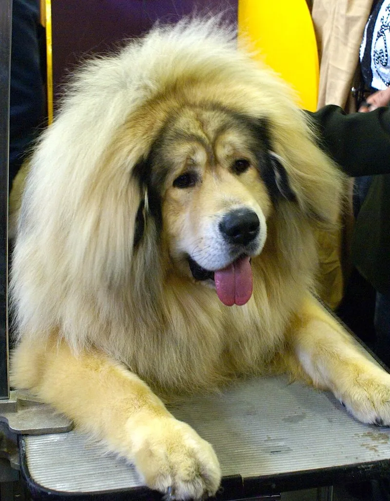 Tibet Mastiff fotoğraf 11