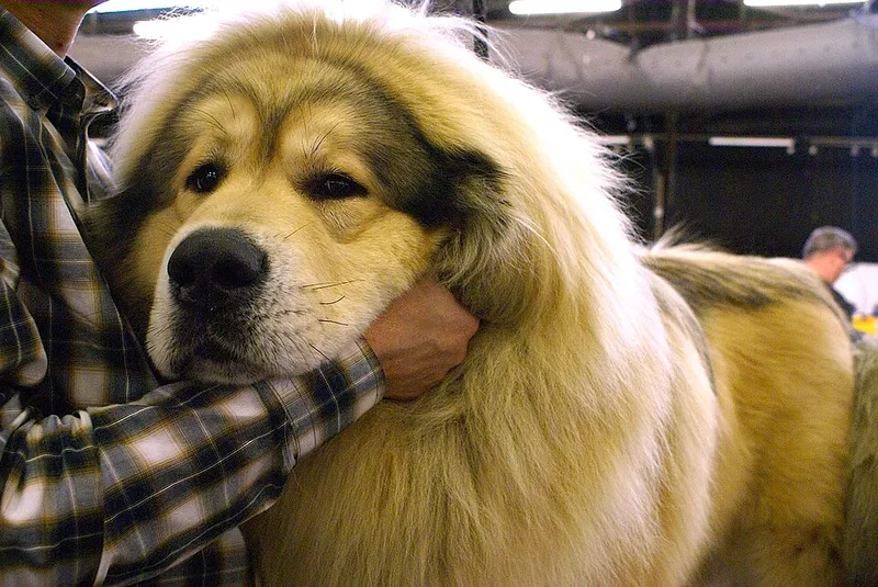 Tibet Mastiff fotoğraf 12