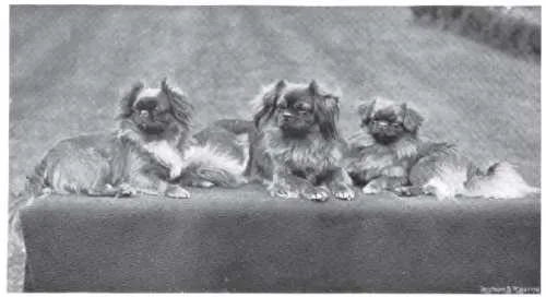 Tibet Spaniel fotoğraf 2