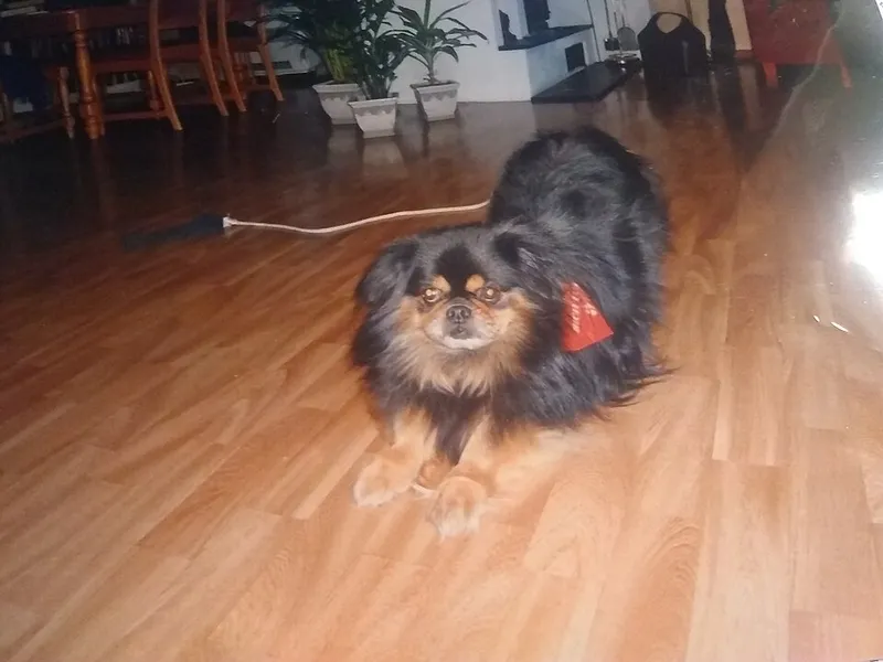 Tibet Spaniel fotoğraf 3