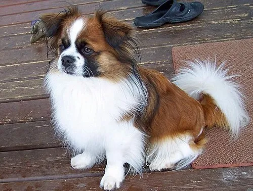 Tibet Spaniel fotoğraf 4
