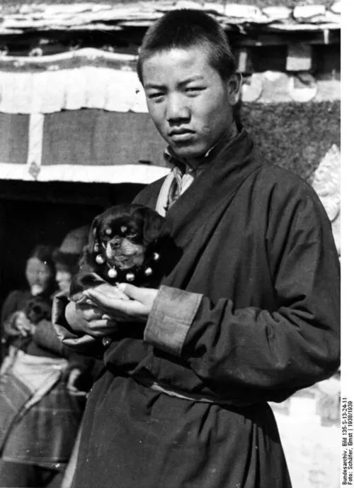Tibet Spaniel fotoğraf 5