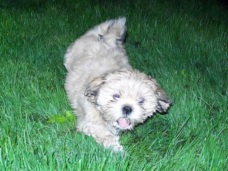 Tibet Spaniel fotoğraf 8
