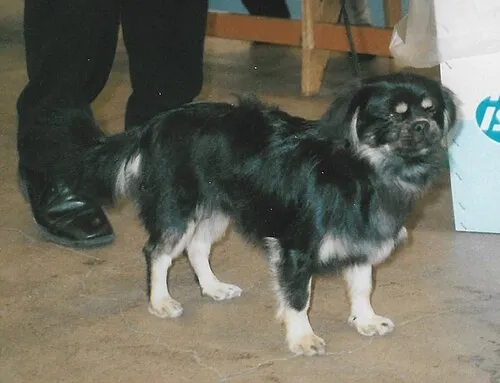 Tibet Spaniel fotoğraf 11