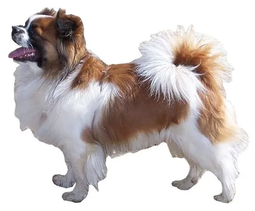 Tibet Spaniel fotoğraf 12