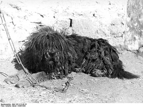 Tibet Terrier fotoğraf 7