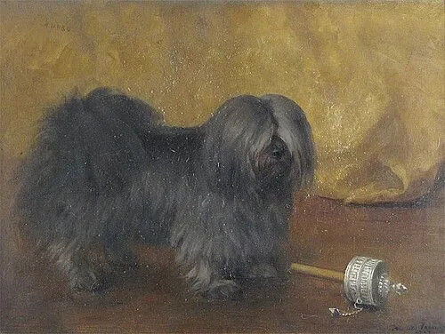 Tibet Terrier fotoğraf 8