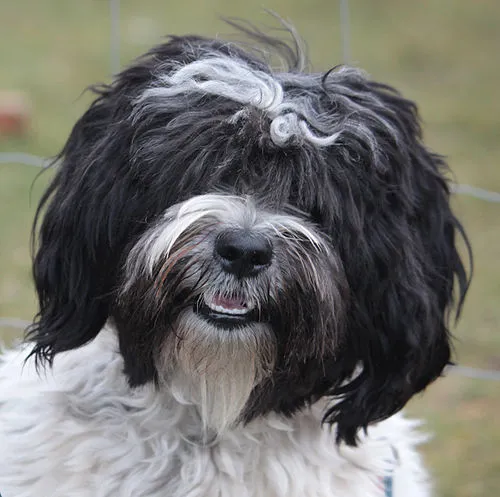 Tibet Terrier fotoğraf 10