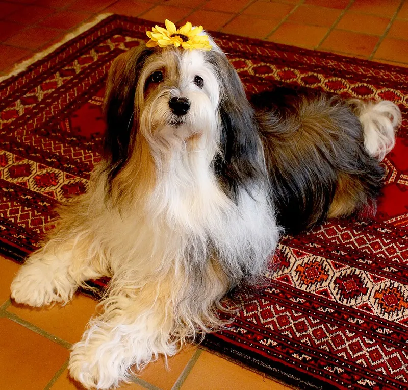 Tibet Terrier fotoğraf 12