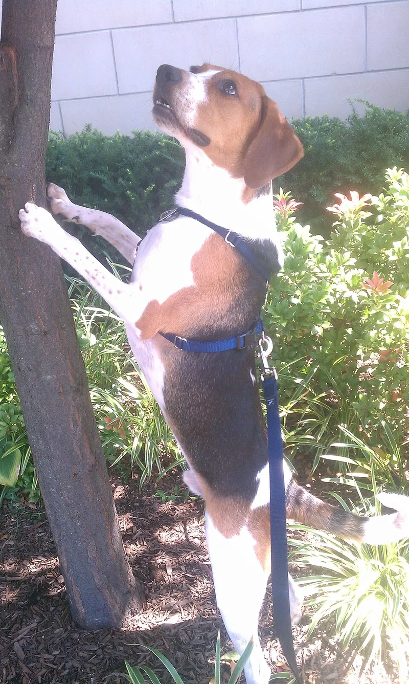 Treeing Walker Coonhound fotoğraf 1